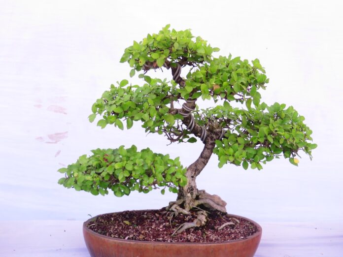 miniature bonsai tree potted plant