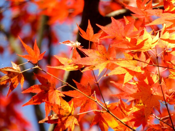 japanese autumn red maple leaves tree