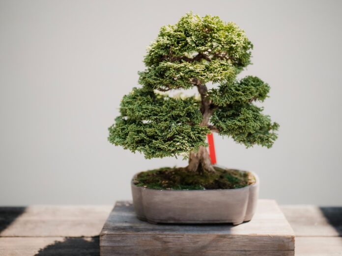 bonsai tree garden patience