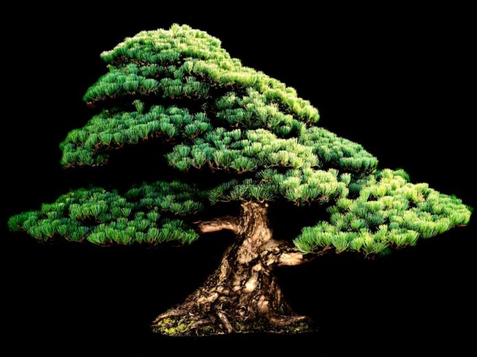 bonsai tree technology digital