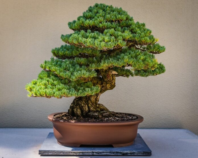 japanese bonsai tree art