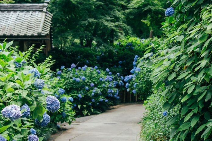 japan rainy season hydrangea