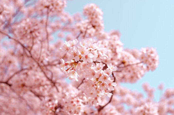 japan cherry blossom sakura