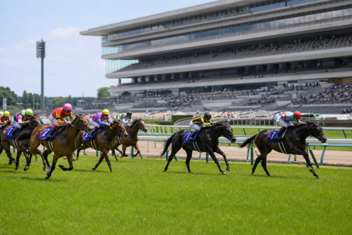 日本の競馬場で芝コースを走る競走馬と騎手