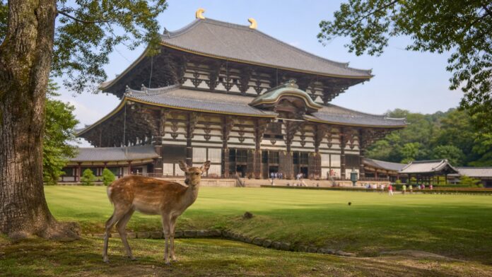 Sika deer in Nara Park with Todai-ji Great Buddha Hall in the background